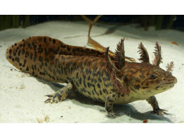 Ambystoma andersoni Andersons Salamander Nakweek / Elevage S