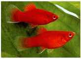 Xiphophorus maculatus Platy Coral Red L