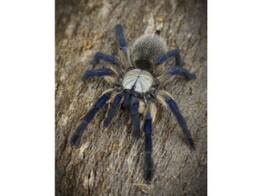 Monocentropus balfouri Blue Sokrota Spider Nakweek / Elevage M