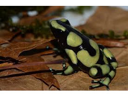 Dendrobates auratus Dartfrog Colombia  Nakweek / Elevage S-M
