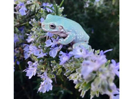 Litoria caerulea Dumpy Tree Frog Snowflake Nakweek / Elevage S