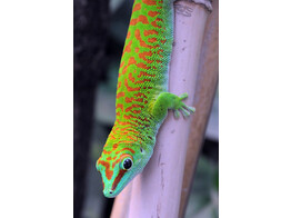 Phelsuma grandis Grandis Day Gecko High Red Nakweek / Elevage S-M