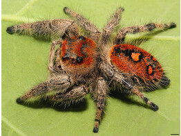 Phidippus regius  Funny Jumping Spider Large Nakweek / Elevage L