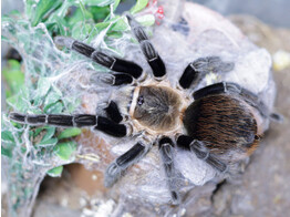 Brachypelma kahlenbergi Mex. Bird Eating Spider Nakweek / Elevage XS