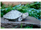 Graptemys kohnii Map Turtle Nakweek / Elevage S