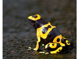 Dendrobates leucomelas Dartfrog Bolivar Fine Spotted Nakweek / Elevage S-M