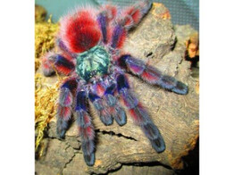 Caribena versicolor Martinique Spider Nakweek / Elevage S