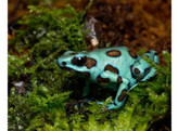 Dendrobates auratus Dartfrog Microspot Nakweek / Elevage S-M