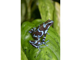 Dendrobates auratus Dartfrog Super Blue Nakweek / Elevage S-M