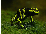 Dendrobates leucomelas green Bumblebee Dart Frog Nakweek / Elevage S