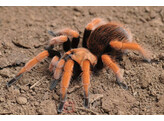 Aphonopelma bicoloratum Red leg Spider Nakweek / Elevage S
