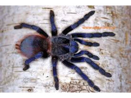 Pterinopelma sazimai Blue Brazilian Tarantula Nakweek / Elevage XS