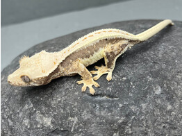 Correlophus ciliatus Crested Gecko Lilly White Nakweek / Elevage S