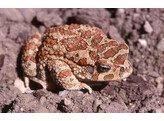 Sclerophys mauretanicus Mauritanian Toad Nakweek / Elevage S