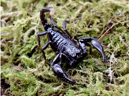 Heterometrus longimanus Asian Black Forest Scorpion Nakweek / Elevage S