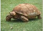 Centrochelys sulcata Spurred Tortoise Nakweek / Elevage S