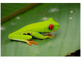 Agalychnis callidryas Red Eyed Tree Frog Nakweek / Elevage S