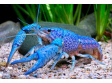 Procambarus alleni Blue ML