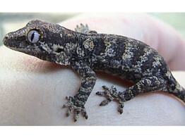 Rhacodactylus auriculatus Gargoyle Gecko S Nakweek / Elevage