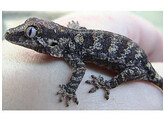 Rhacodactylus auriculatus Gargoyle Gecko Nakweek / Elevage S