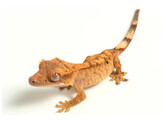 Correlophus ciliatus Crested Gecko Mixed Morphs Nakweek / Elevage S-M