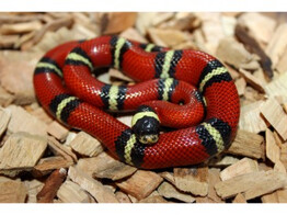 Lampropeltis t. sinaloe Sinaloan Milk Snake Nakweek / Elevage S