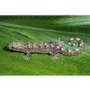 Lepidodactylus lugubris Virgin gecko Nakweek / Elevage S-M