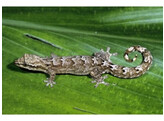 Lepidodactylus lugubris Virgin gecko Nakweek / Elevage S-M