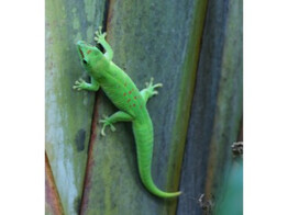 Phelsuma grandis Grandis Day Gecko  Nakweek / Elevage S
