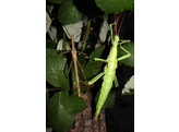 Trachycephalus resinifictrix Cave tree Frog CB Nakweek / Elevage S