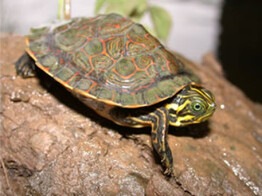 Pseudemys concinna Hieroglyphic River Cooter Nakweek / Elevage S