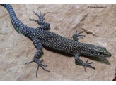 Dalmatolacerta oxycephala Sharp-snouted Rock Lizard Nakweek / Elevage S