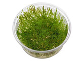 Stringy moss  Leptodictyum riparium   in vitro 