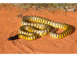 Aspidtites melanocephalus Python Price for Pair Nakweek / Elevage S