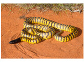 Aspidtites melanocephalus Python Price for Pair Nakweek / Elevage S