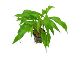 Hygrophila salicifolia  pot 