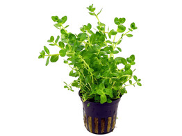 Rotala sp. green  pot 