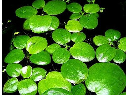 Limnobium laevigatum - by 10 plants