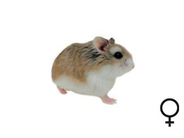 Roborovski hamster wildkl. vrouw  /  Hamster roborovski couleur sauv. Fem