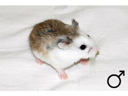 Roborovski hamster gekl. man  /  Hamster roborovski colore male