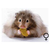 Goudhamster langhaar vrouw  /  Hamster dore poiles longs femelle