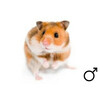 Goudhamster wildkleur man  /  Hamster dore couleur sauvage male
