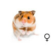 Goudhamster wildkleur vrouw  /  Hamster dore couleur sauvage femelle