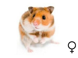 Goudhamster wildkleur vrouw  /  Hamster dore couleur sauvage femelle