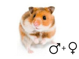 Goudhamster wildkleur beide geslachten  /  Hamster dore couleur sauvage 2 sexes