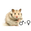 Goudhamster gekleurd beide geslachten  /  Hamster dore colore deux sexes