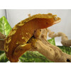 Correlophus ciliatus Crested Gecko Flower  Nakweek / Elevage S-M