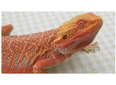 Pogona vitticeps Bearded Dragon Cawley Super Red Nakweek / Elevage S