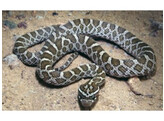 Pantherophis emory Prairie Rat Snake Nakweek / Elevage S
