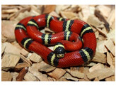 Lampropeltis t.sinaloae Sinaloan Milk Snake Nakweek / Elevage S